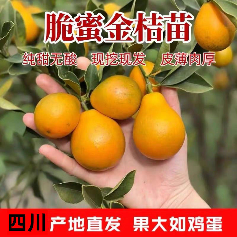 四川正宗脆蜜金桔树苗第三代特大脆超甜无籽金柑苗四季橘子地盆栽
