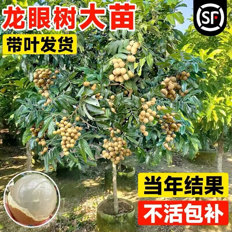 正宗川渝龙眼树苗储良特大石硖嫁接盆地栽南方种植四季桂圆水果树