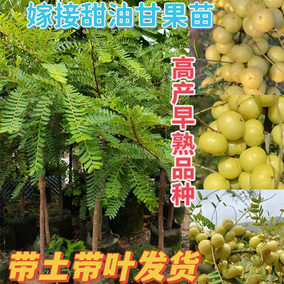 油甘果苗潮汕普宁嫁接崩坎甜种柿饼甜油柑果树苗余甘子红皮牛甘果