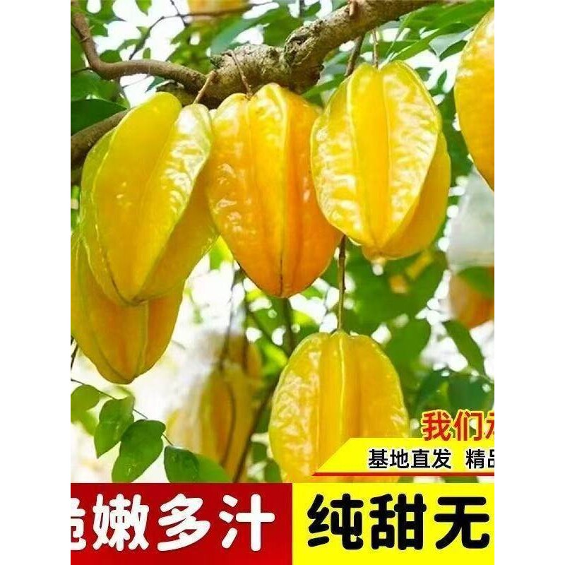 台湾四季甜杨桃树苗酸杨桃高产嫁接大果南北方耐寒阳台当年结果
