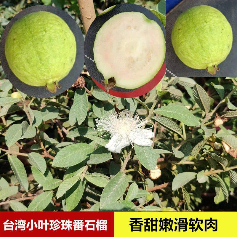 台湾小叶珍珠番石榴树苗水果树四季结果苗14年淘宝老店