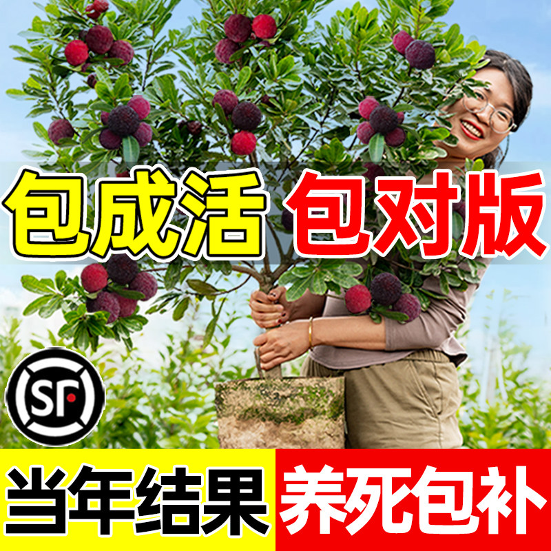 正宗嫁接杨梅树苗仙居东魁黑炭杨梅苗早熟杨梅苗带土南方北方种植