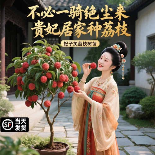 荔枝树苖无核桂味果树盆栽妃子笑水果树苗仙进奉嫁接果苗当年结果