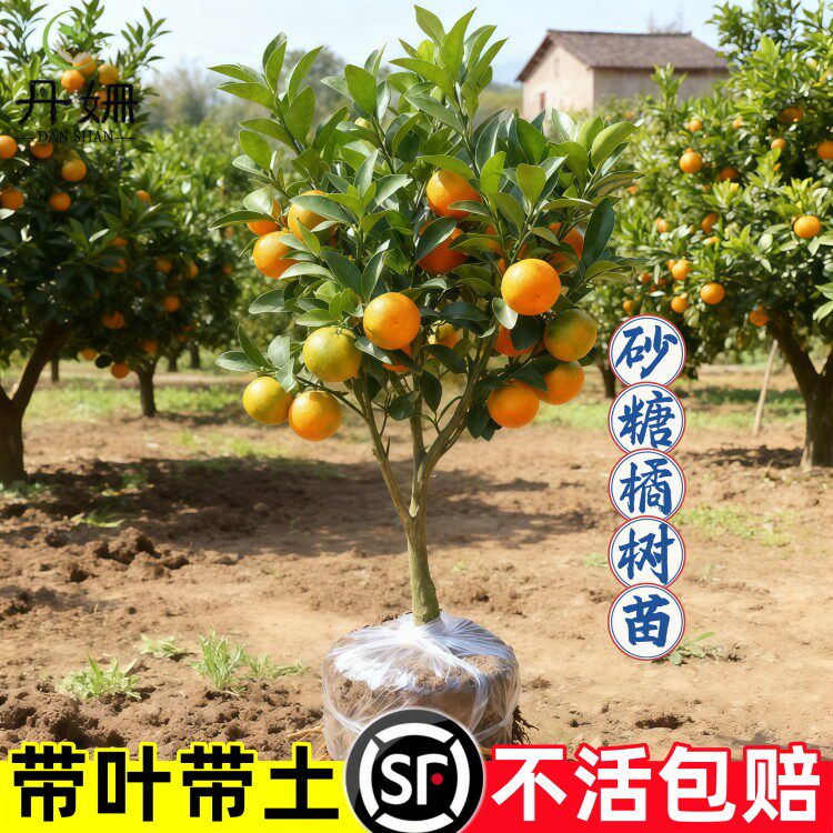 沙糖桔南方北方种植柑桔嫁接砂糖橘果树苗耐寒耐热盆地栽当年结果