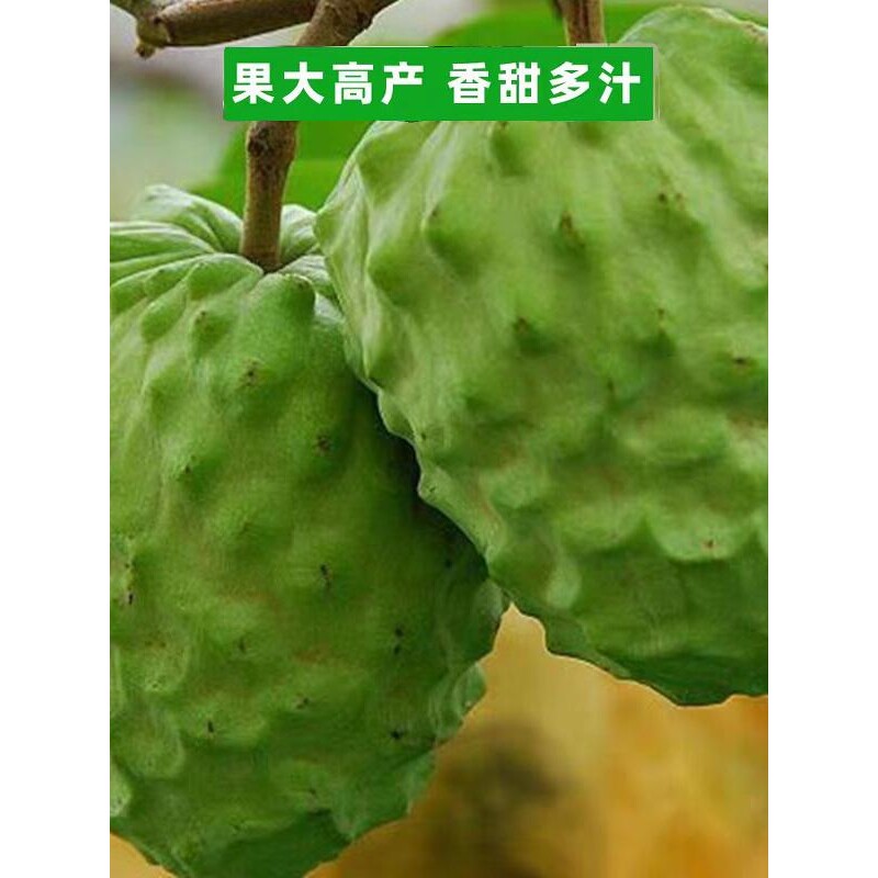 正宗台湾凤梨释迦果树苗嫁接牛奶番荔枝特大释迦果树苗当年结果