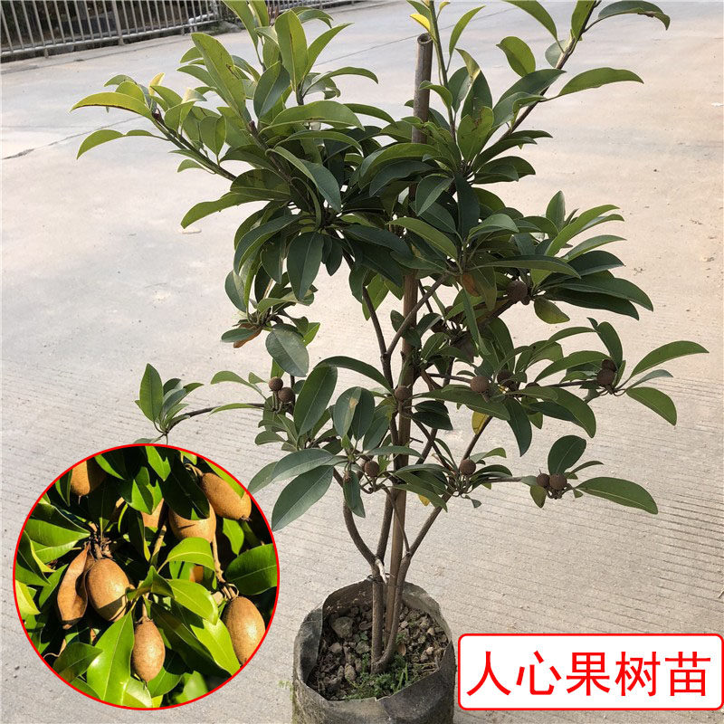 人心果树果苗南方名贵树苗人参果苗人心果苗树庭院盆栽阳台南方