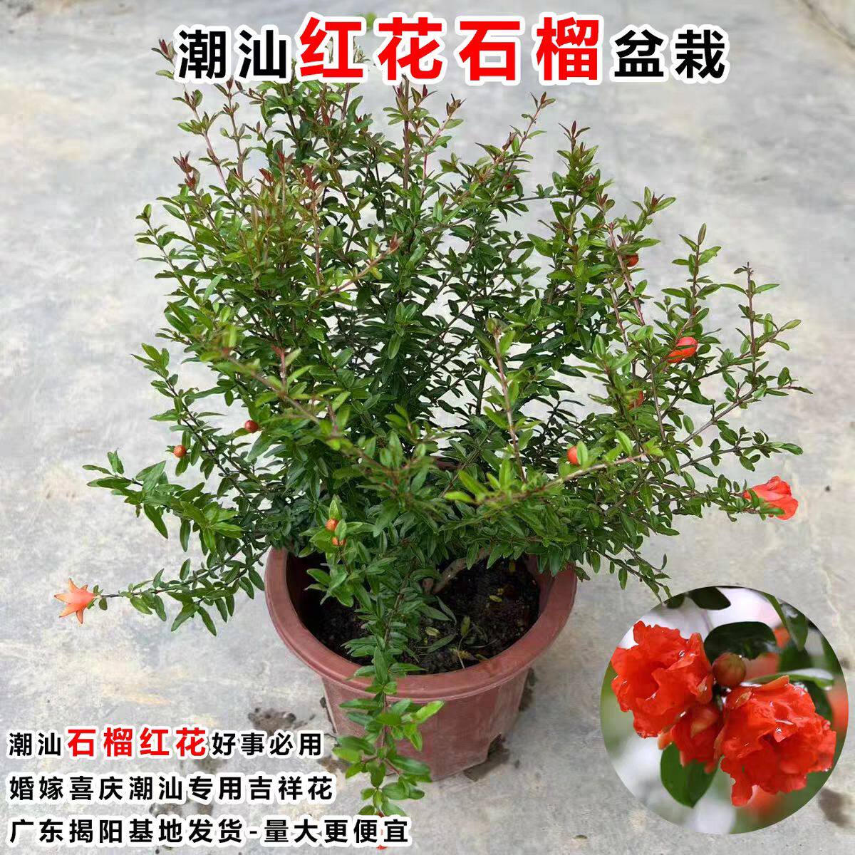潮汕红花花仙草盆栽抹草苗春草吉祥草仙草花母家居喜庆事婚嫁