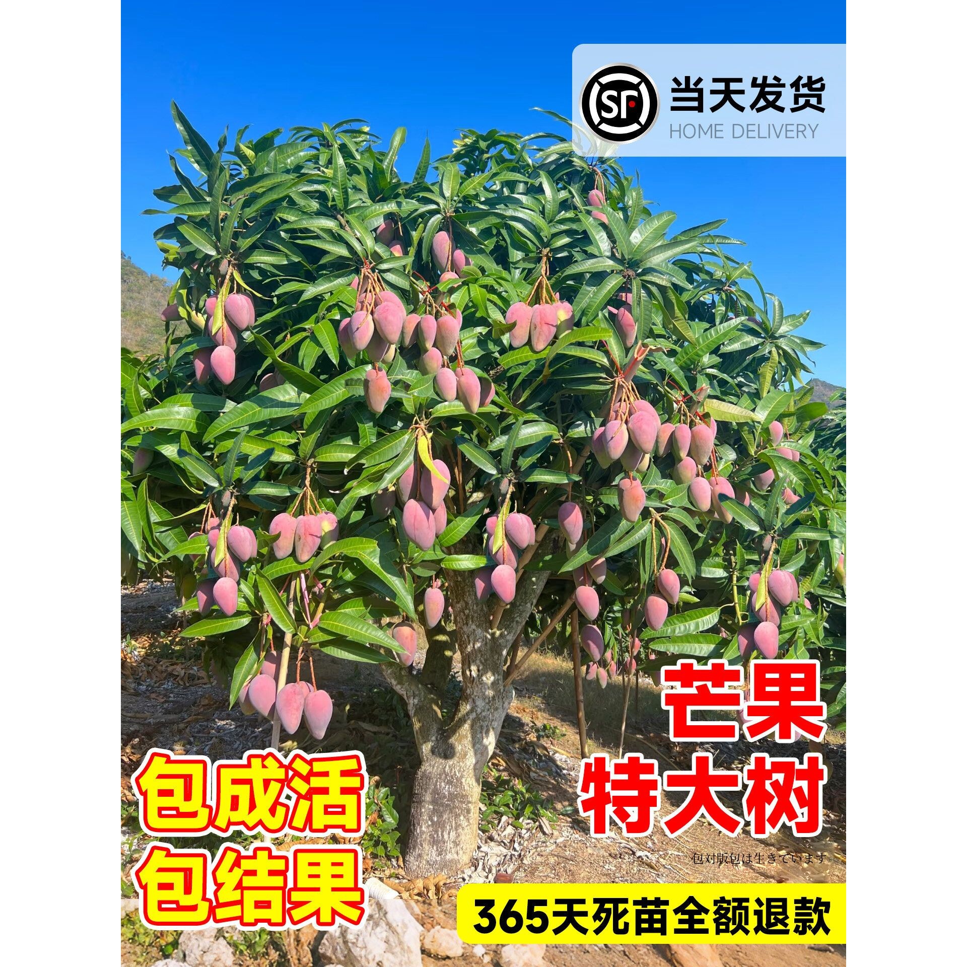 特大芒果苗树嫁接金煌芒四季芒庭院果树盆栽地栽南北方种植好养活