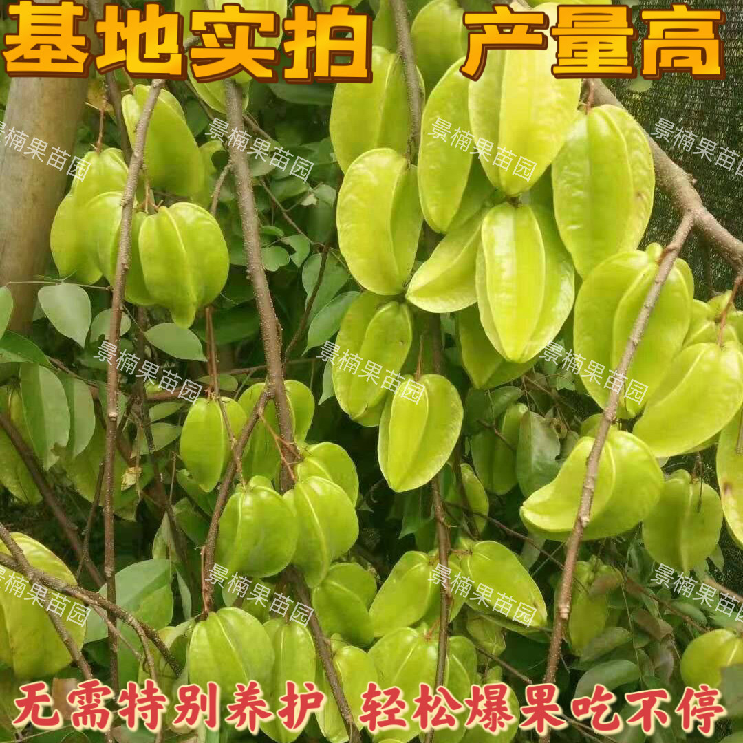 广东正宗嫁接甜杨桃树苗南北方阳台庭院盆栽地栽产量高包活包结果