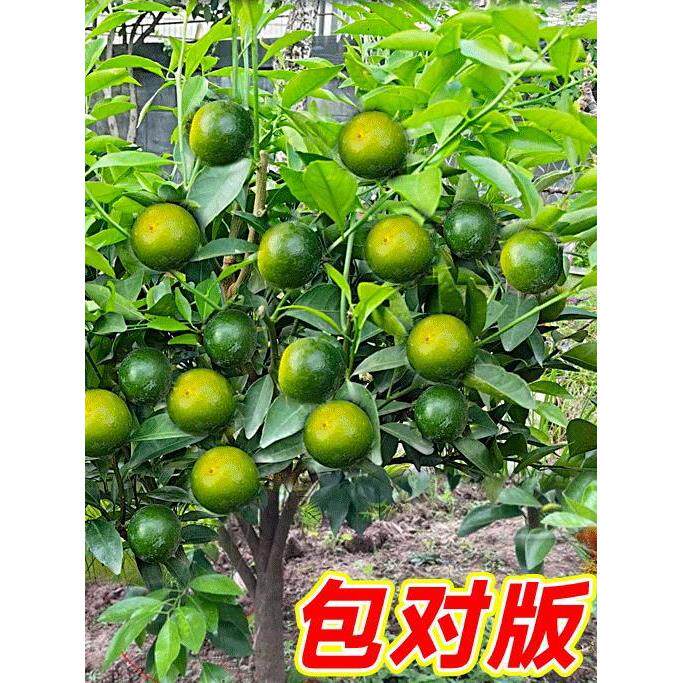 正宗皇帝柑树苗广东柑橘苗橘子苗砂糖金桔果苗沃柑南北水果果树苗