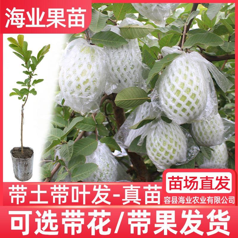 番石榴树果苗嫁接台湾黄金奶油四季珍珠帝王红宝石胭脂红心芭乐苗
