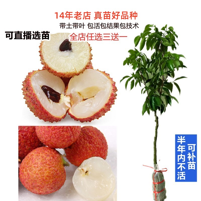 特大桂味糯米糍A4无核荔枝苗果树苗妃子笑嫁接苗盆栽地栽南方北方