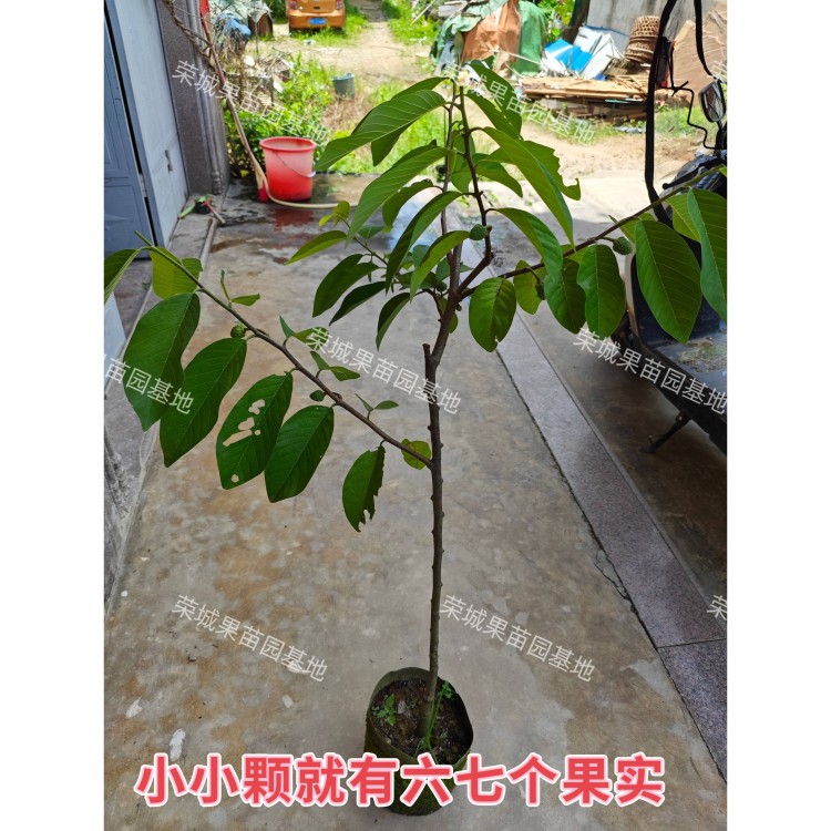带土带叶四季释迦果树苗台湾番荔枝苗番鬼荔枝嫁接苗南方种植盆栽