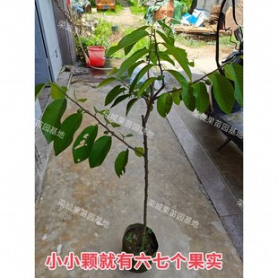 带土带叶四季释迦果树苗台湾番荔枝苗番鬼荔枝嫁接苗南方种植盆栽