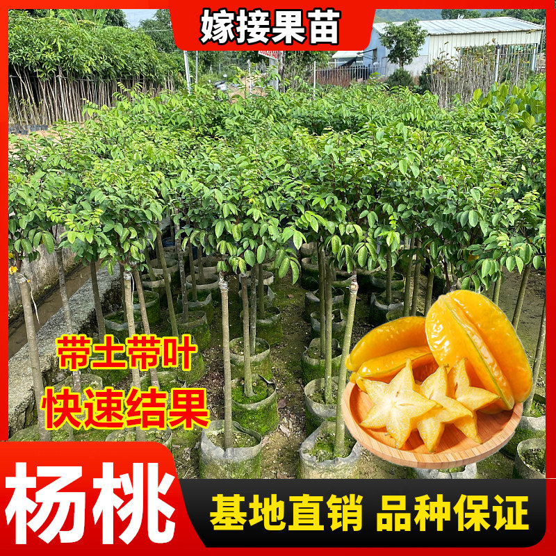 杨桃果苗嫁接四季甜杨桃树苗台湾正宗红种甜杨桃盆栽南方当年结果
