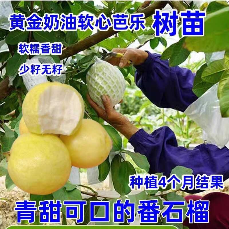 黄金奶油软心芭乐树苗嫁接番石榴果树果苗南北方种植当年结果