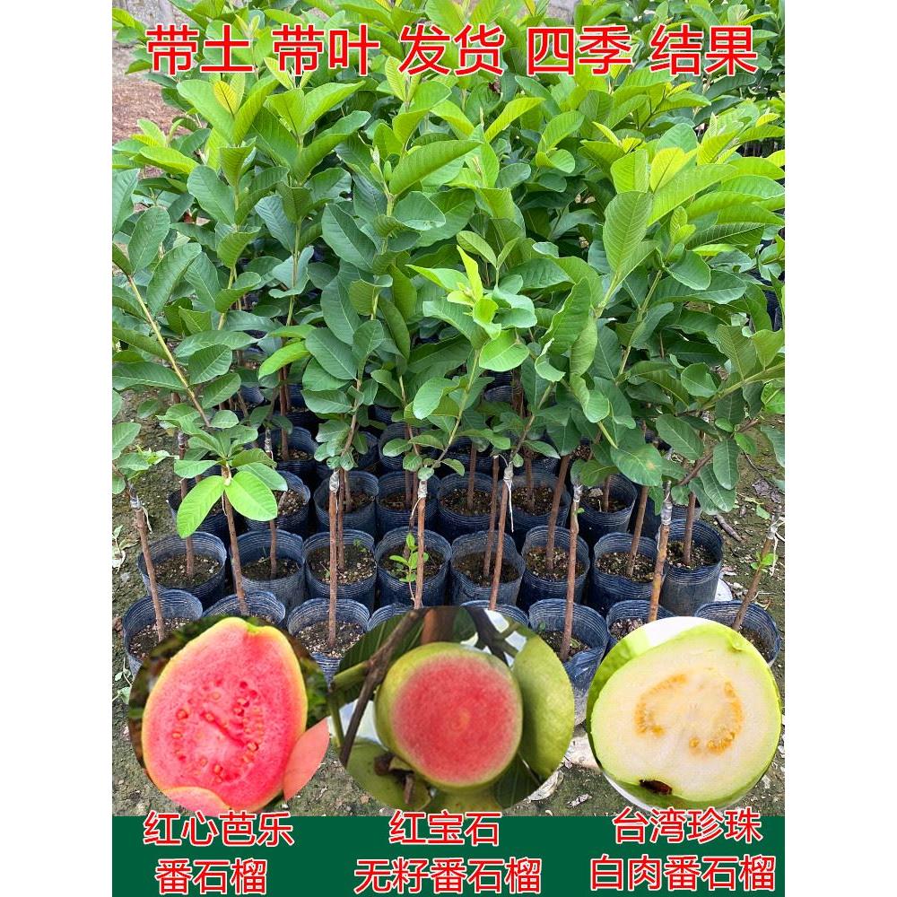 珍珠四季白肉番石榴苗红心芭乐台湾无籽红宝石番石榴果苗当年结果