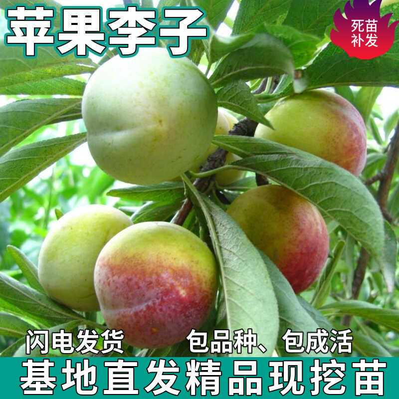 苹果李子果树苗南北方地栽庭院盆栽种植特大果嫁接李子苗当年结果