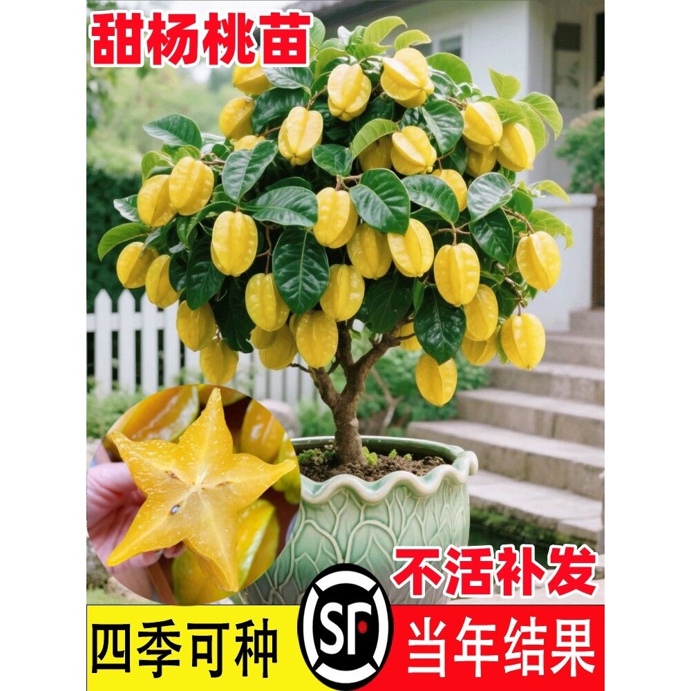 正宗四季甜杨桃树果苗甜杨桃嫁接苗黄桃盆栽南方北方种植当年结果