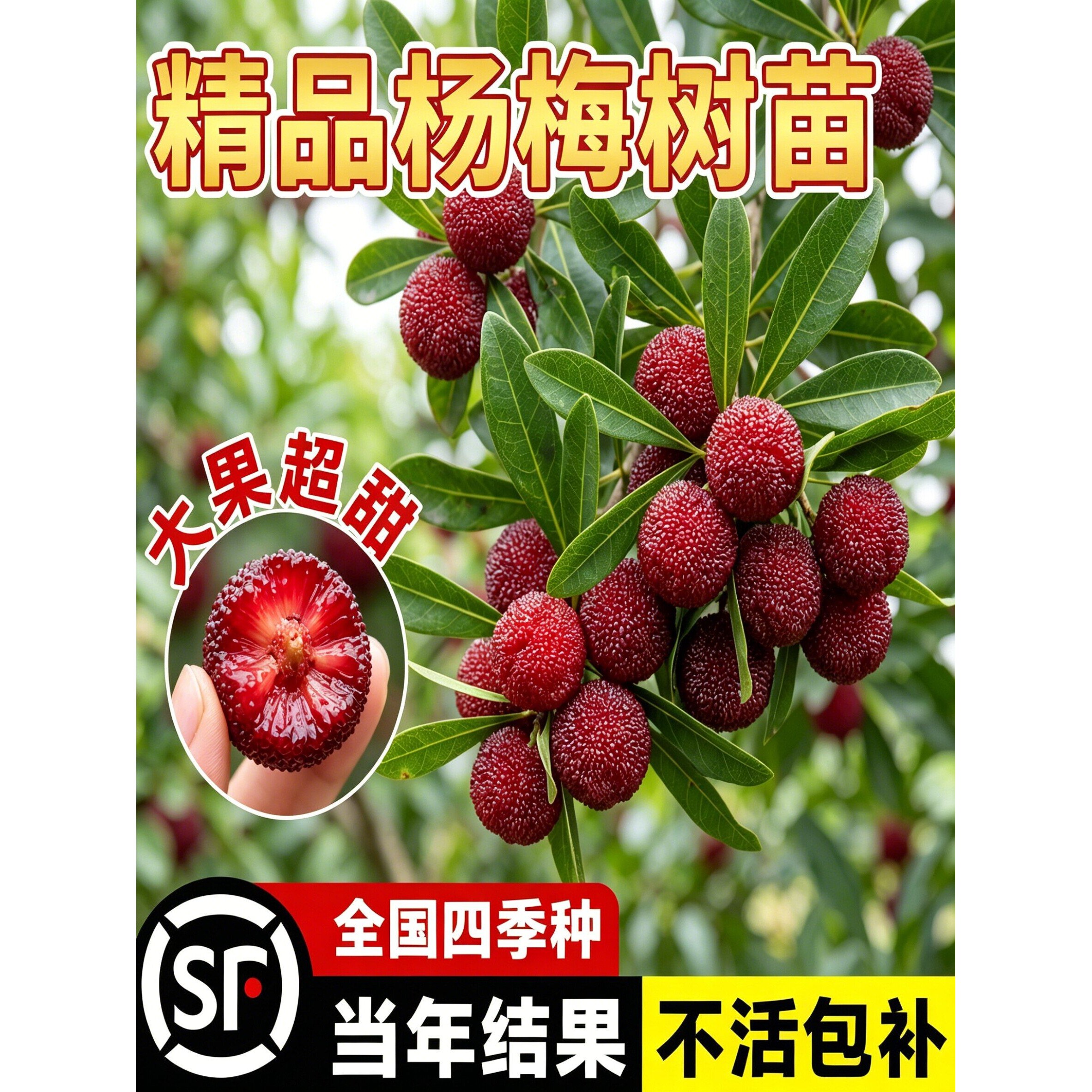 东魁杨梅苗杨梅树苗南北正宗南方大东槐梅树嫁接苗特大果树早熟