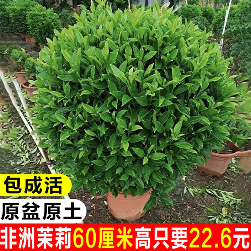 非洲茉莉花树苗室内大型盆栽户外庭院别墅四季常青造景工程绿化苗