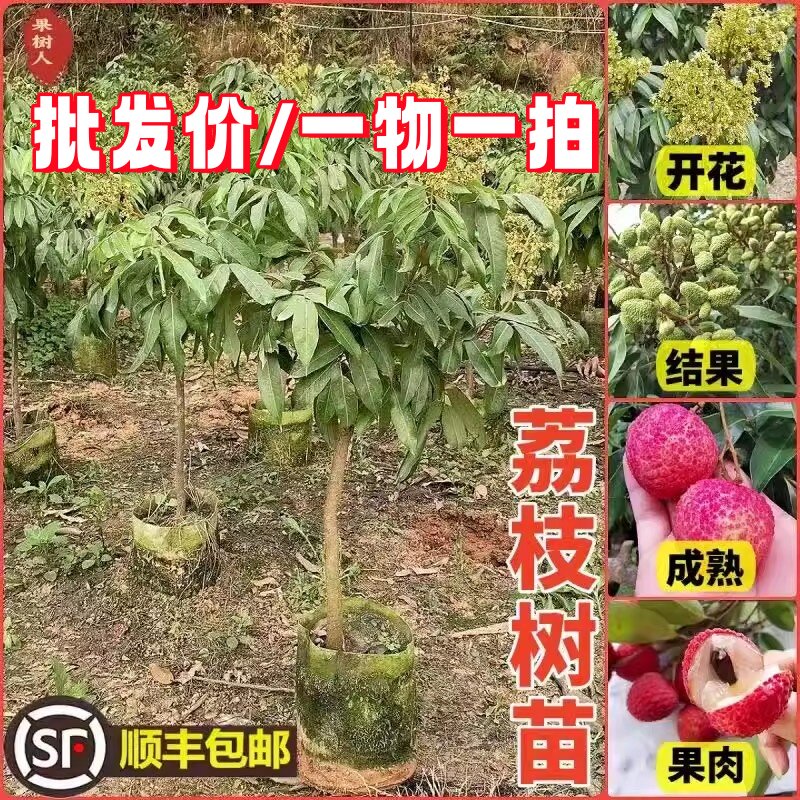 【荔枝果树苗】各种优质荔枝品种嫁接苗花园庭院楼顶阳台盆栽地栽