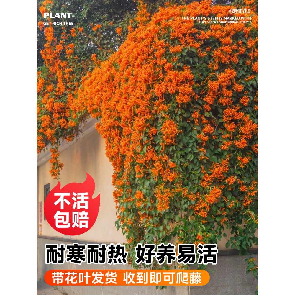 炮仗花爬藤植物阳台庭院室内外花卉盆栽花苗垂吊老桩大苗藤蔓爬墙