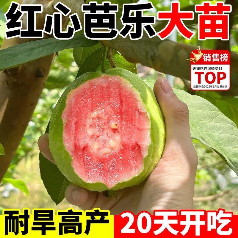 四季红心芭乐番石榴树苗果苗南方种植无籽水果树苗盆栽广东本地巴