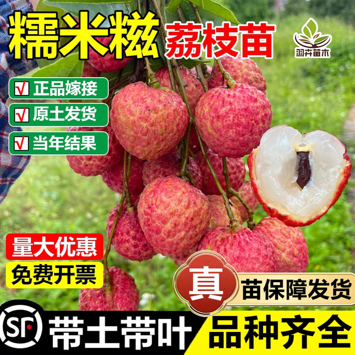 糯米糍荔枝嫁接树苗妃子笑无核桂味荔枝盆地栽南北方种植当年结果
