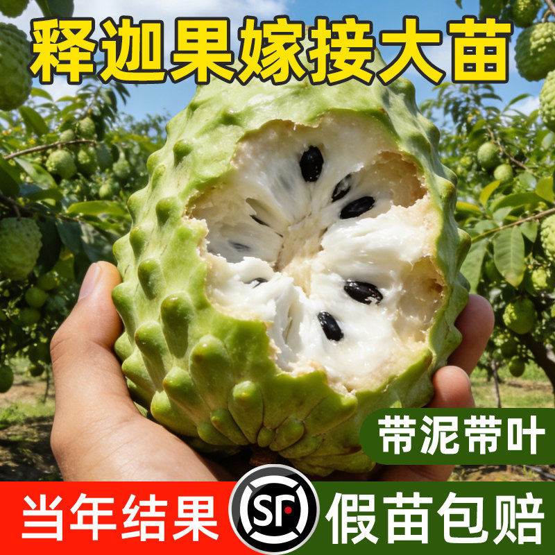 释迦果苗树带果凤梨奶油黄龙嫁接果树果苗庭院南方种植盆栽地栽苗
