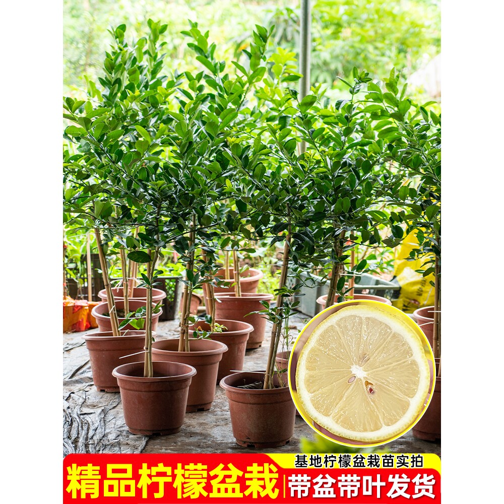 香水柠檬树苗盆栽带花带果可食用室内客厅阳台绿植高杆柠檬棒棒糖