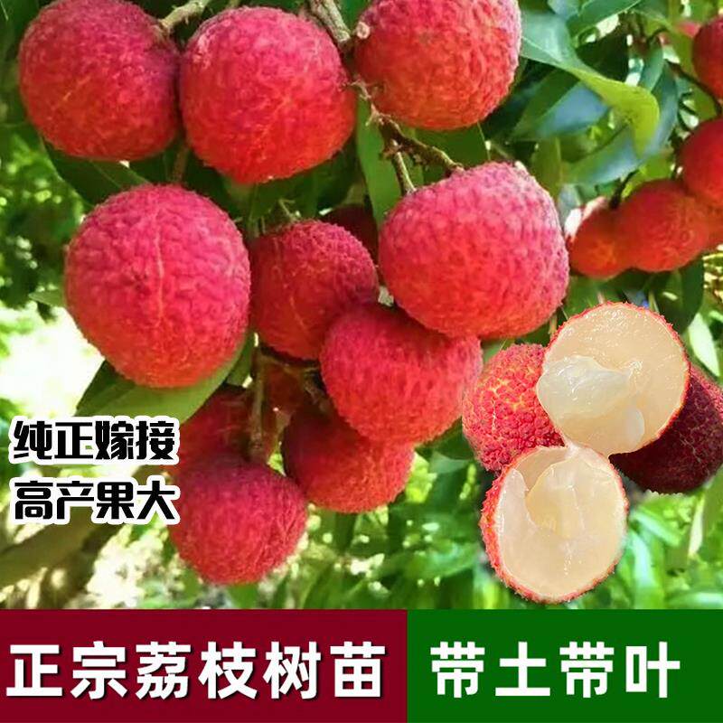 荔枝树苗桂味妃子笑无核糯米滋嫁接果树苗盆地载带土南方当年结果