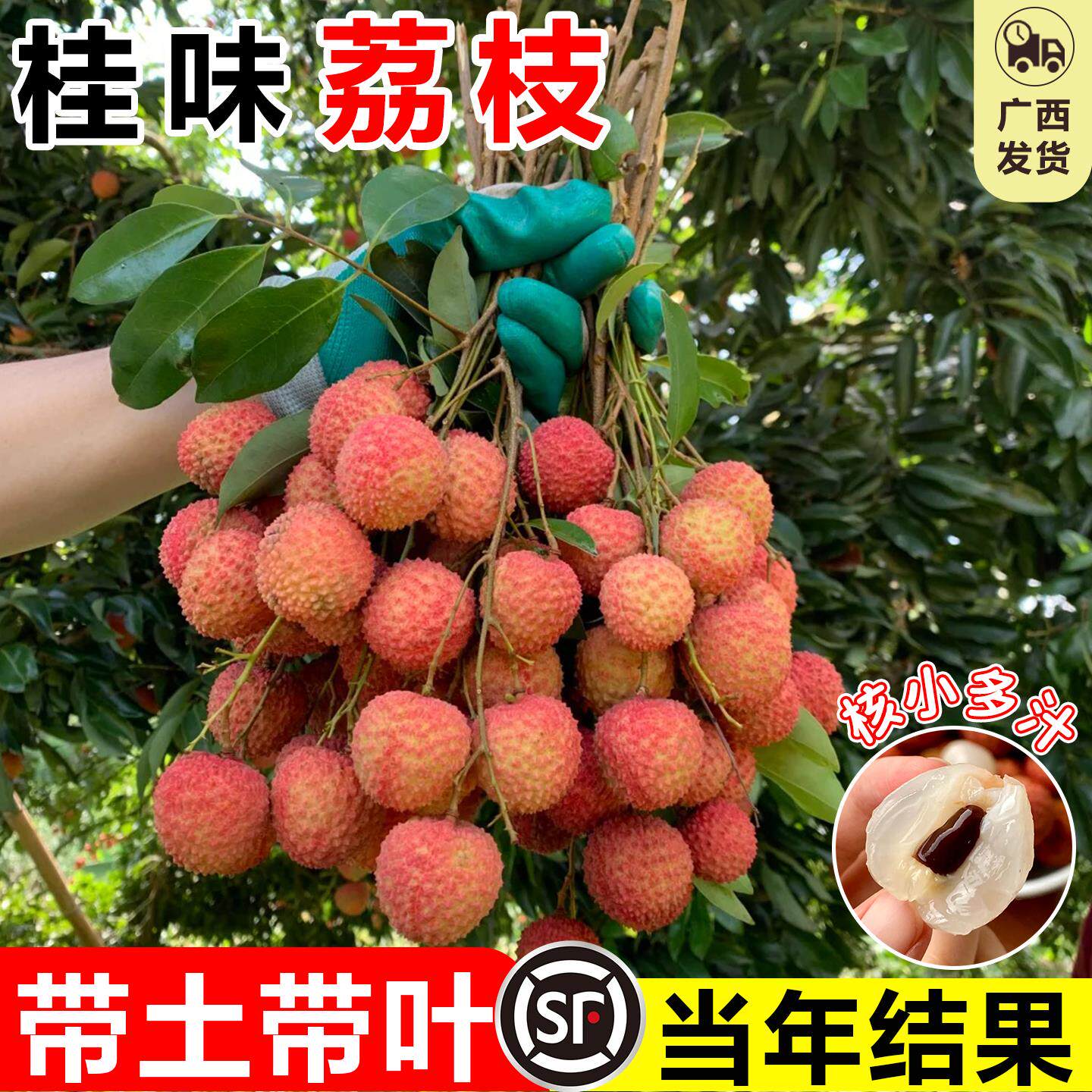 桂味荔枝苗妃子笑糯米糍特大嫁接果苗盆栽地栽无核冰荔南北方果树