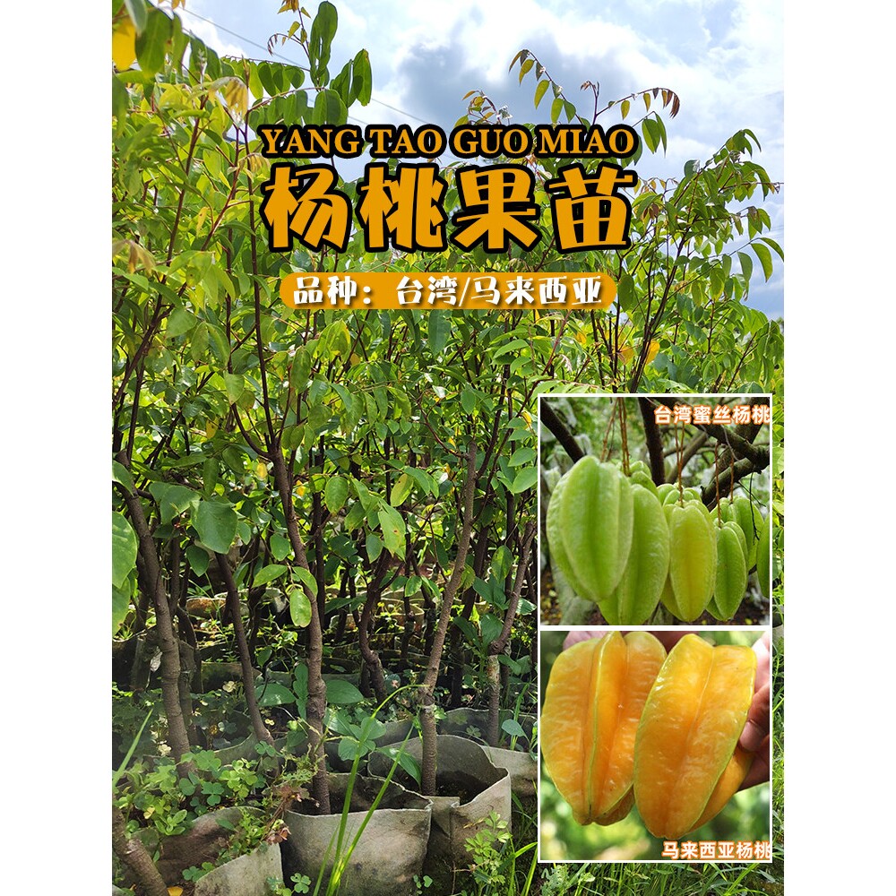 甜杨桃果苗树苗四季阳桃盆栽地栽星星果五敛子五棱子羊桃苗洋桃树