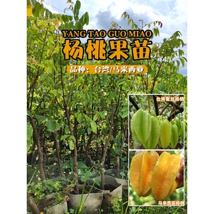 甜杨桃果苗树苗四季阳桃盆栽地栽星星果五敛子五棱子羊桃苗洋桃树