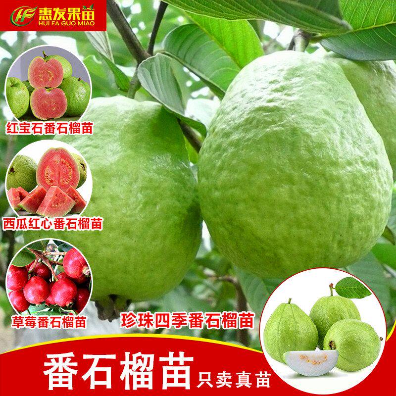 四季珍珠番石榴苗嫁接红心番石榴树苗西瓜芭乐苗树苗盆栽当年结果
