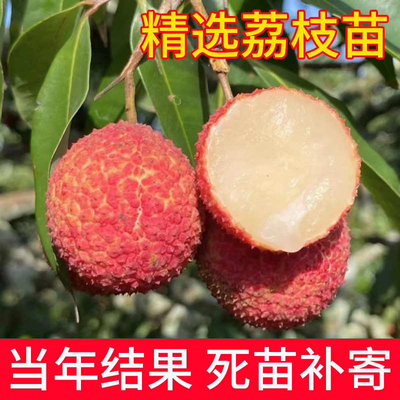 【带花果】嫁接荔枝树苗无核荔枝桂味荔枝树苗妃子笑糯米糍荔枝树
