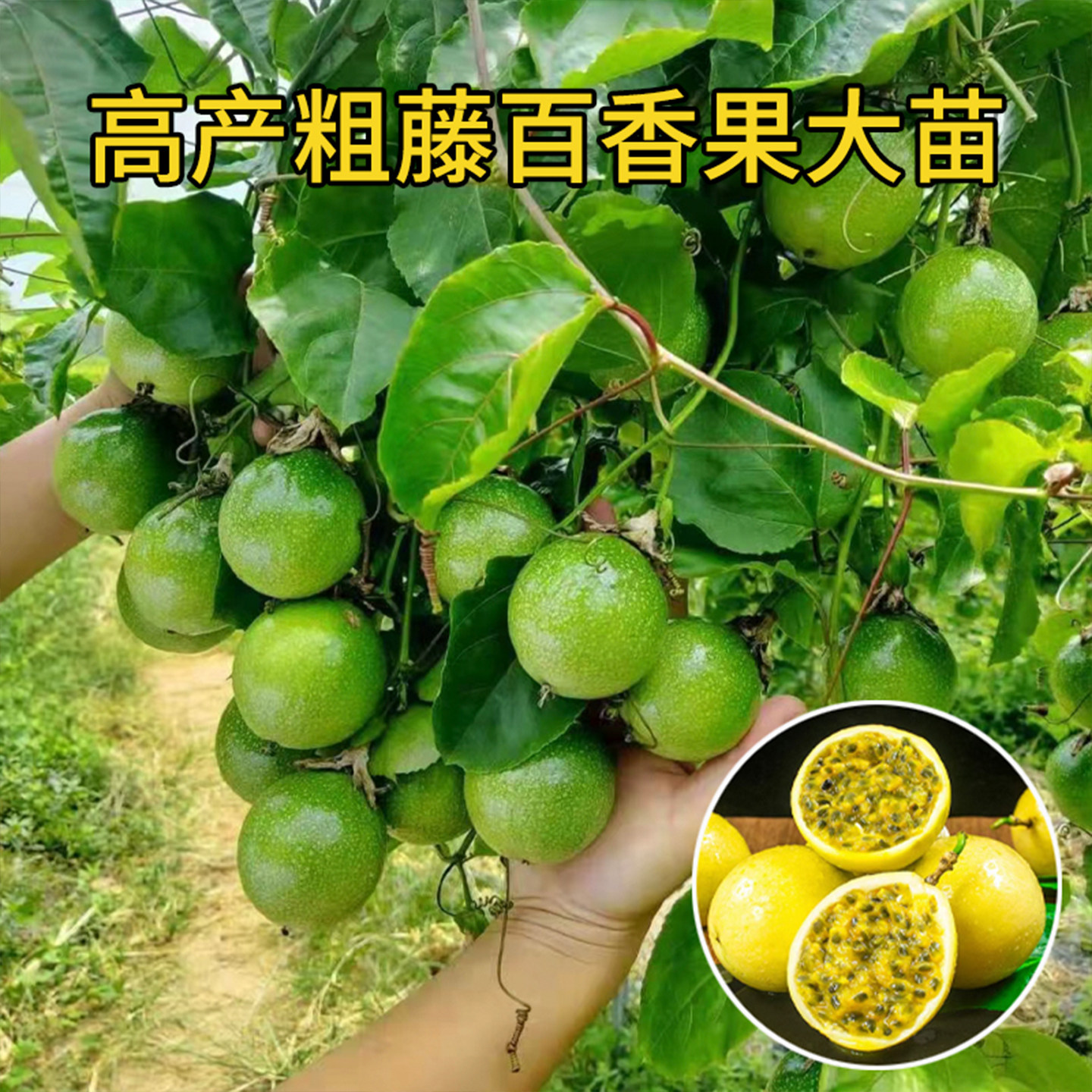 【带花果】黄金百香果树果苗台农紫香百香果苗四季不断结果大苗