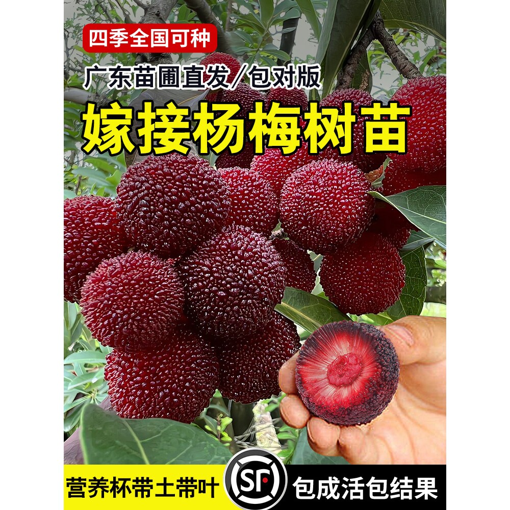 杨梅树树苗带土南方嫁接水晶果树果苗早熟大东槐当年结果