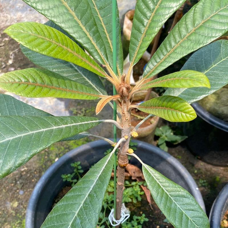 新品种嫁接马加纳妈咪果树苗适合南方种植盆栽庭院家庭当年结果