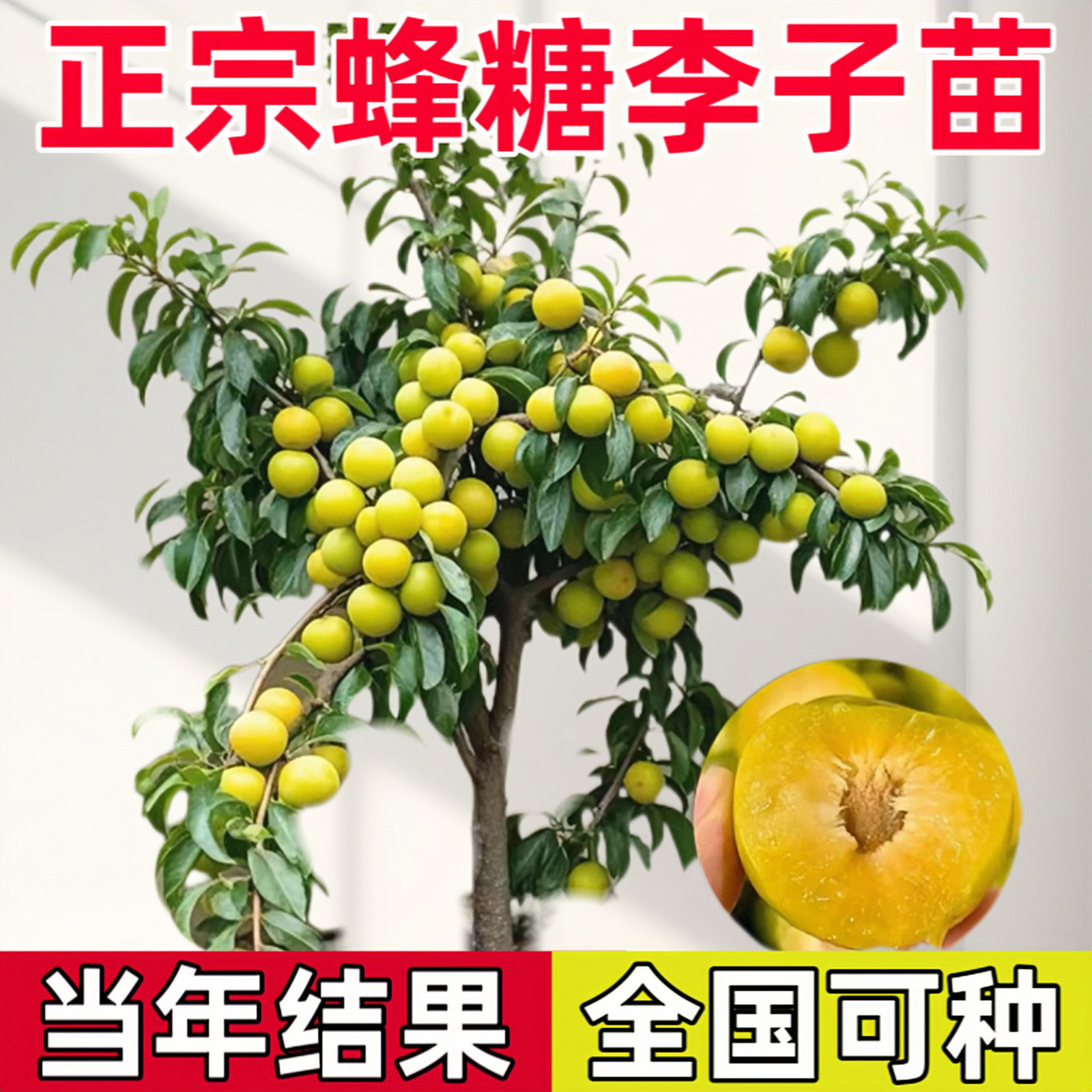 蜂糖李子树苗三华脆李子苗新品种当年结果南方北方种植西梅苗