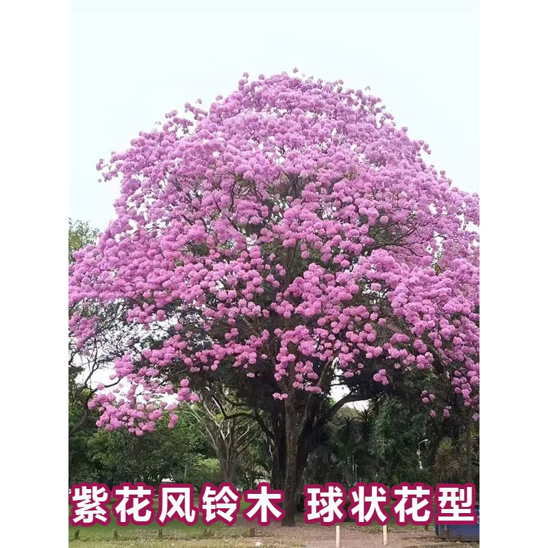 风铃木树苗紫花风铃木树巴西黄花风铃木大树名贵苗庭院绿化风景树