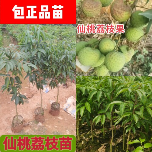 正品仙桃荔嫁接苗海南桂花香广西三月红荔枝王鸡嘴荔果树苗包正品