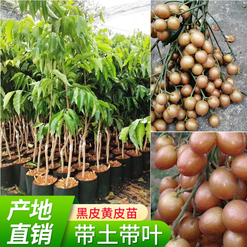 紫肉黄皮带土发货果树苗大鸡心无核嫁接贵妃黑皮水果苗盆地栽包邮
