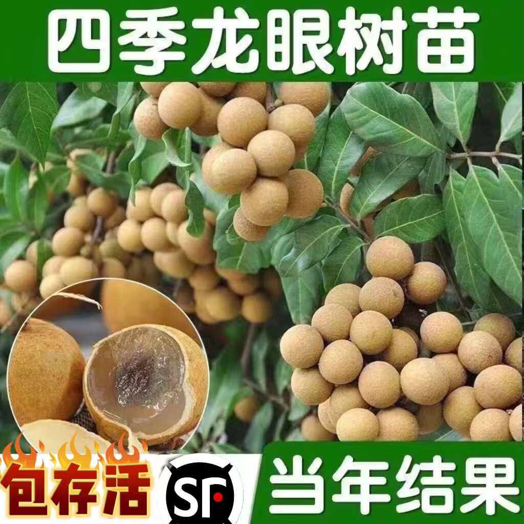 龙眼树嫁接盆栽果苗树储良桂圆石硖果苗树南方种植果苗树当年结果