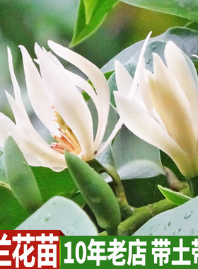 白玉兰树苗盆栽 黄果兰黄桷兰树苗玉兰花苗树苗 南方室内庭院种植
