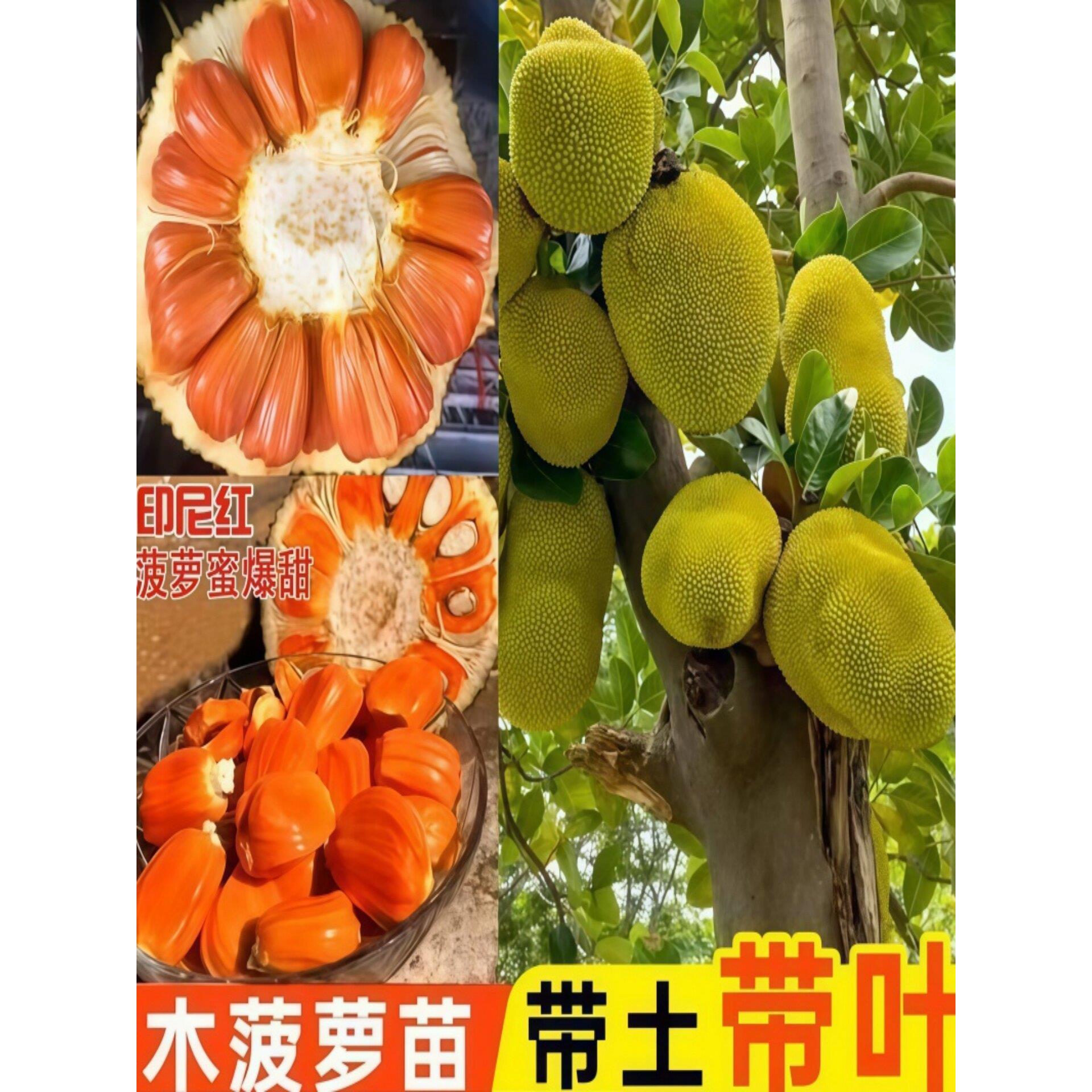 新品种榴莲味菠萝蜜嫁接苗四季红肉菠萝蜜树苗南比方种植地栽盆栽