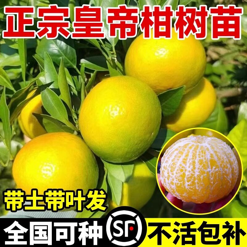 皇帝柑树苗纯甜带果南方北方种植耐寒地栽砂糖无核广西红光脐橙苗