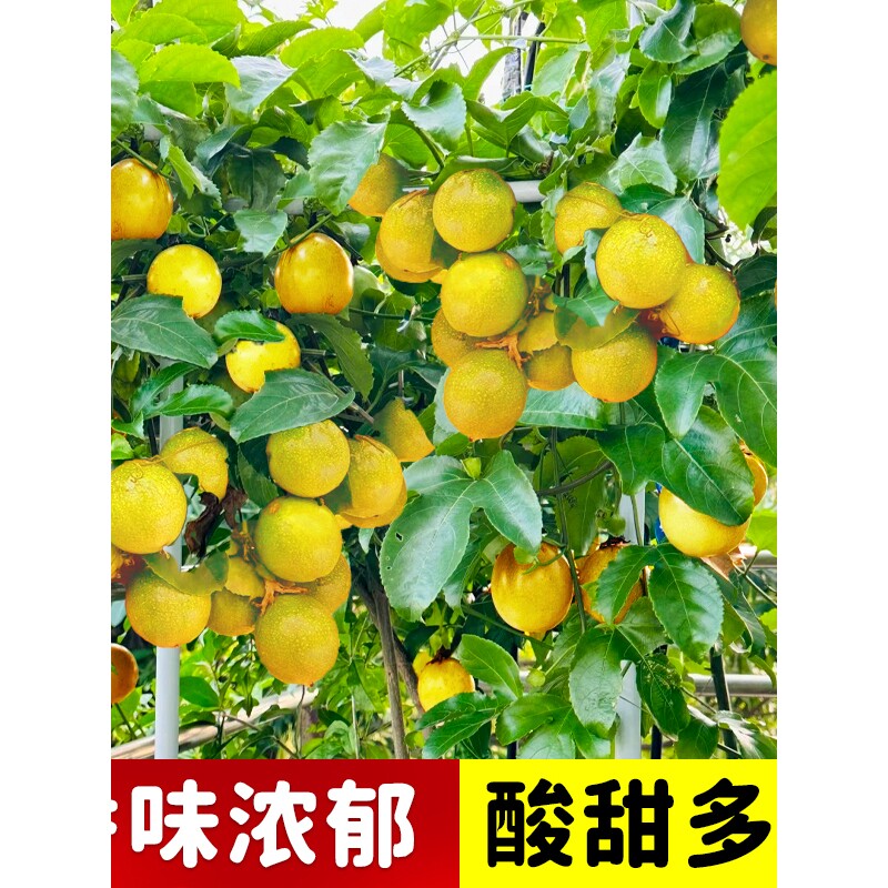黄金百香果树百香果苗四季不断结果钦蜜9号嫁接树苗南方种植盆栽