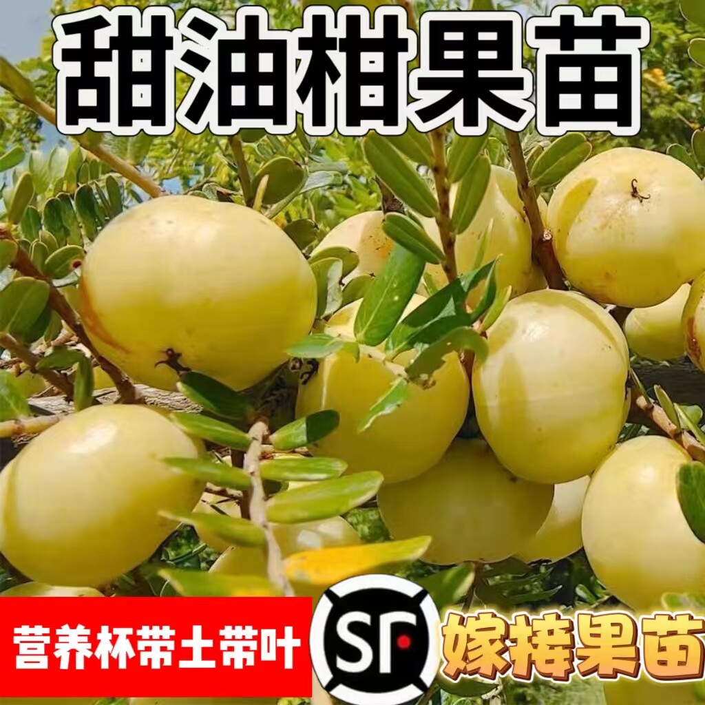 潮汕嫁接狮头崩坎甜种油甘果树苗柿饼甜油甘果苗果树四季开花结果